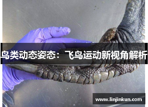 鸟类动态姿态：飞鸟运动新视角解析